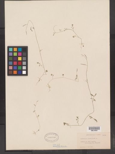 Cardamine parviflora