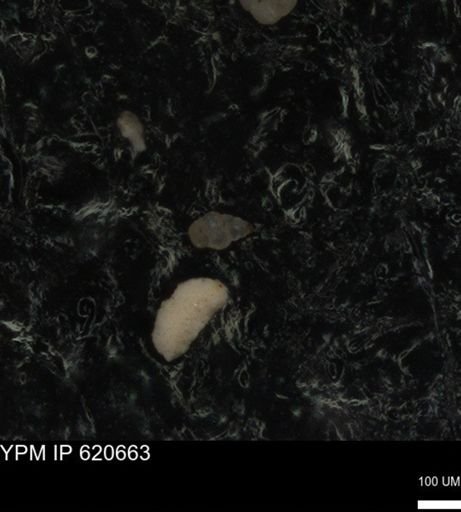 undet. Heterohelicidae