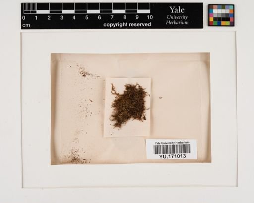 Plantae