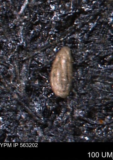 Miliammina manitobensis