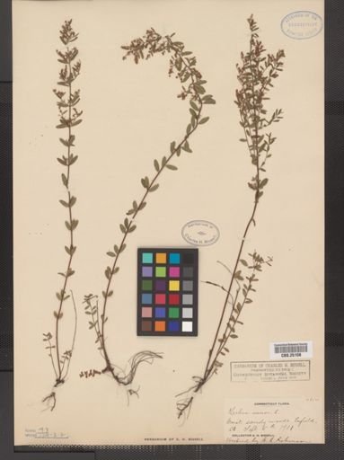 Lechea minor