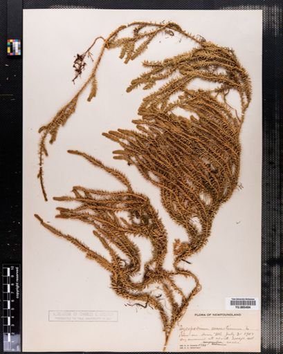 Lycopodium annotinum
