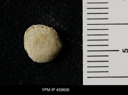 Rhipidomella carbonaria