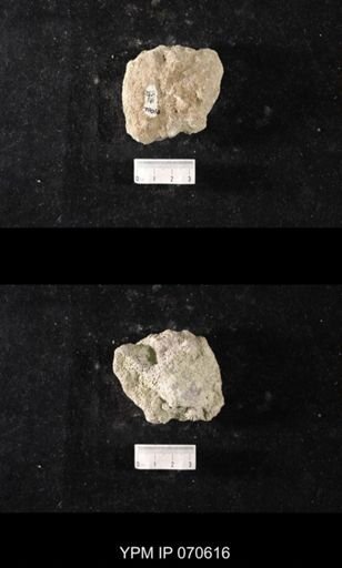Favosites louisvillensis