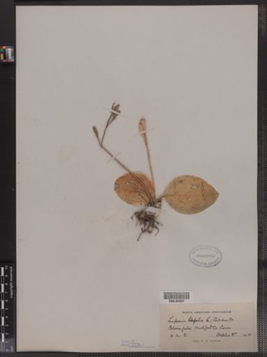 Liparis liliifolia