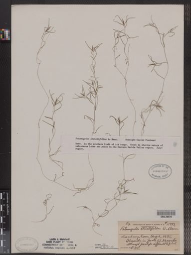 Potamogeton strictifolius