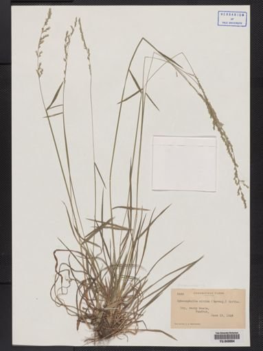 Sphenopholis nitida