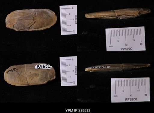 Legumen planulatum