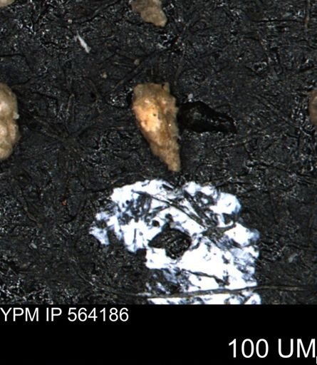 Verneuilina canadensis