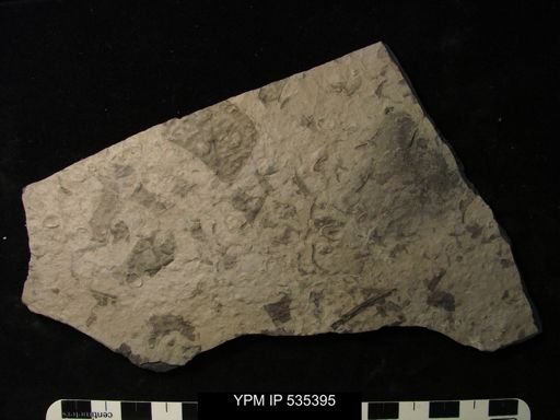 Eurypterida