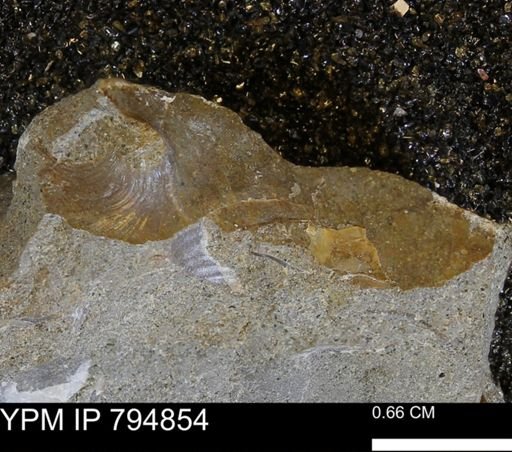 undet. Bivalvia