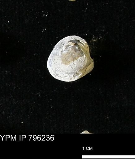 Protocardia subquadrata