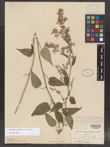 Symphyotrichum cordifolium
