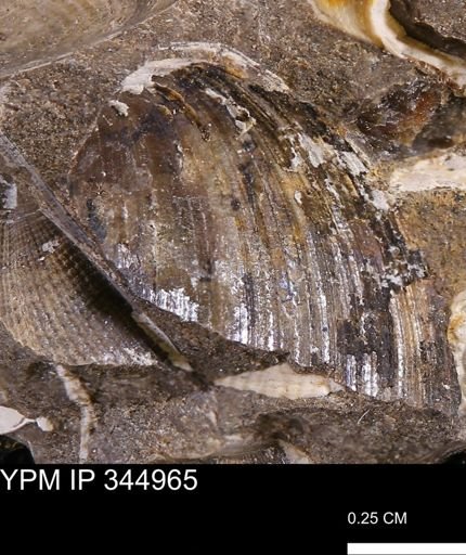 Limopsis striatopunctatus