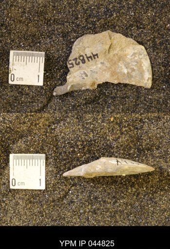 Sphenodiscus lenticularis