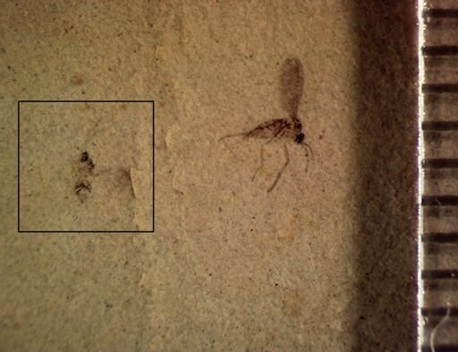 undet. Hymenoptera