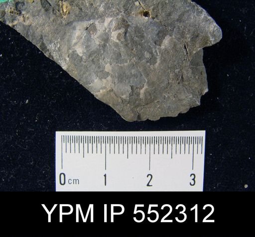 Mclearnites sp.