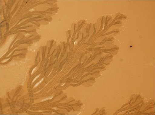 Polysiphonia fibrillosa