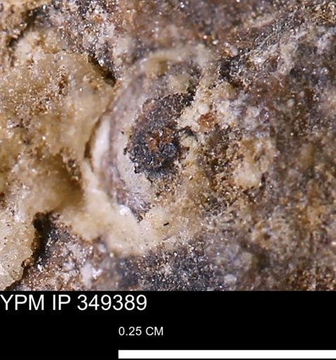 undet. Mollusca