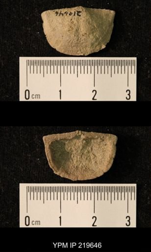 Chonetes granulifer