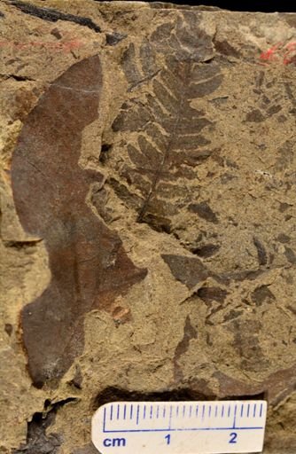 Cladophlebis methowensis