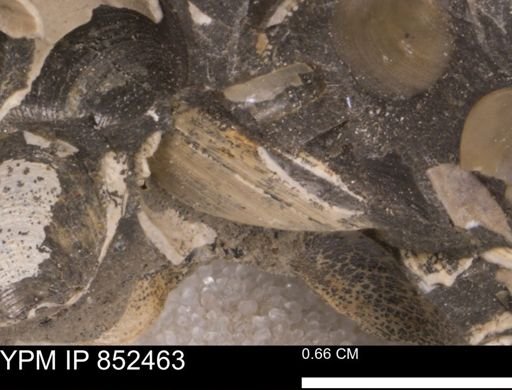 Limopsis striatopunctatus