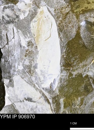 Pseudoptera sp.