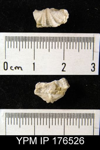 Odontospirifer stauberi