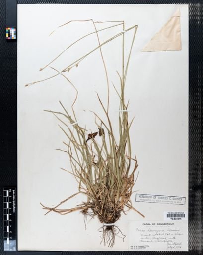 Carex deweyana