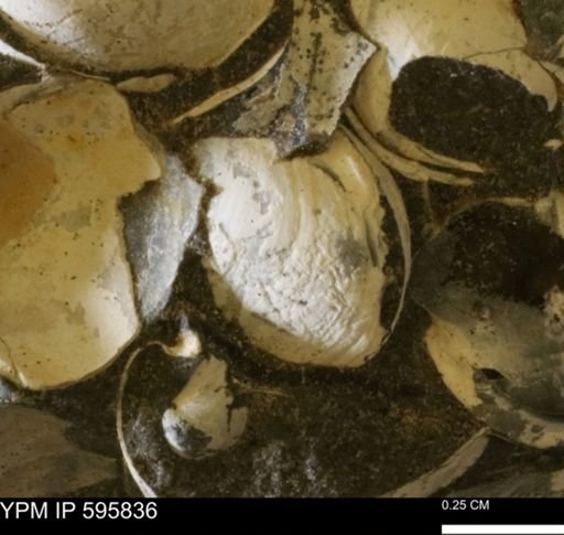 Protocardia sp.