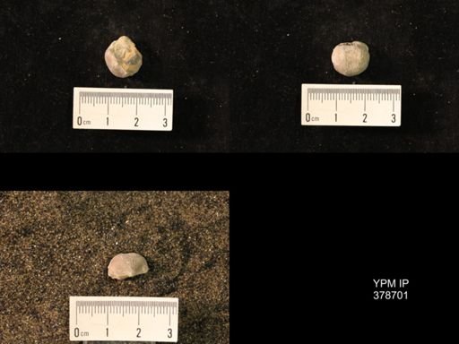 Marginifera wabashensis