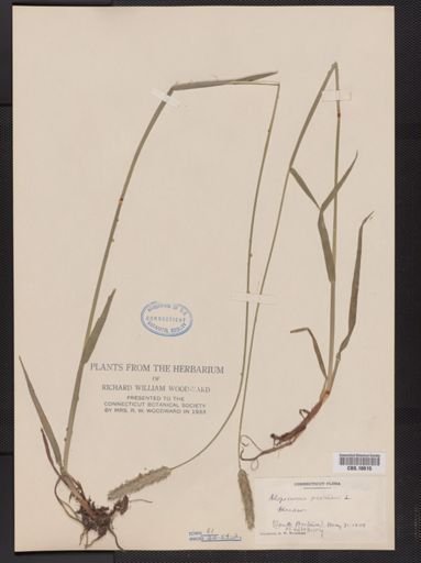 Alopecurus pratensis