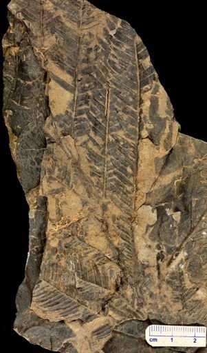 Calcaropteris boeselii