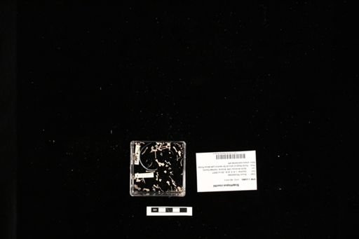 Scaphiopus couchii