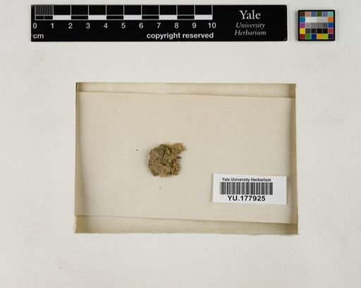 Plantae