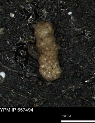 Ammobaculoides phaulus