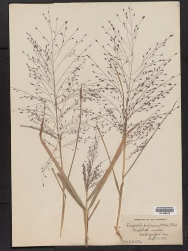 Eragrostis spectabilis