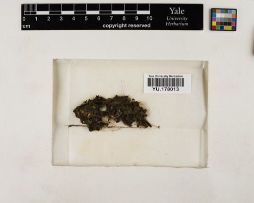 Plantae