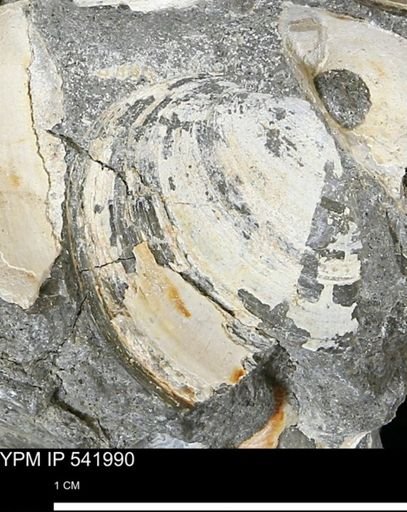 Protocardia?