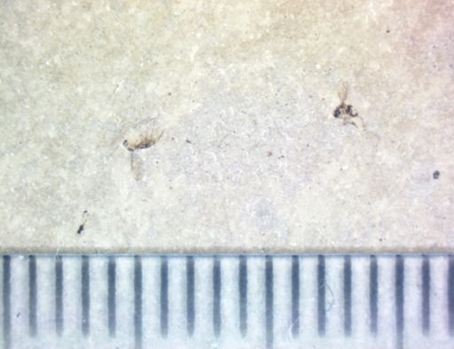 undet. Diptera
