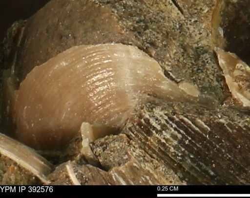 Limopsis?