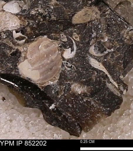 undet. Bivalvia