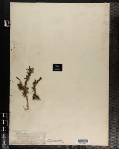 Plantae