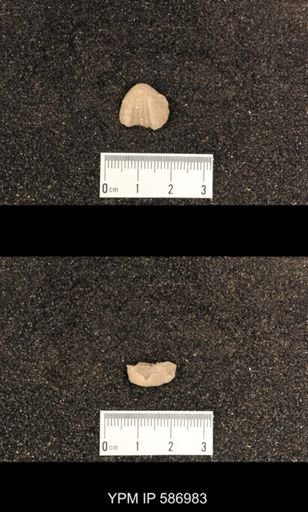 Rhynchotrema capax