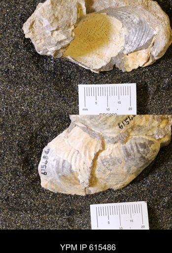 Inoceramus sp.