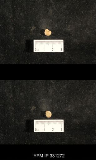 Euphemites sp.