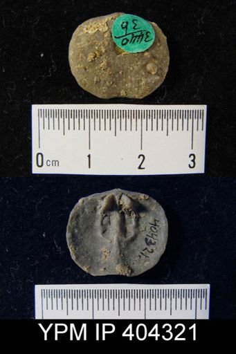 Dalmanella subcarinata?