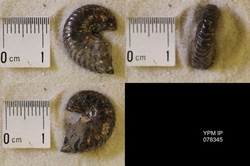 Hoploscaphites comprimus