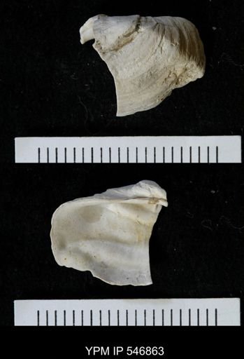 Saxicava arctica