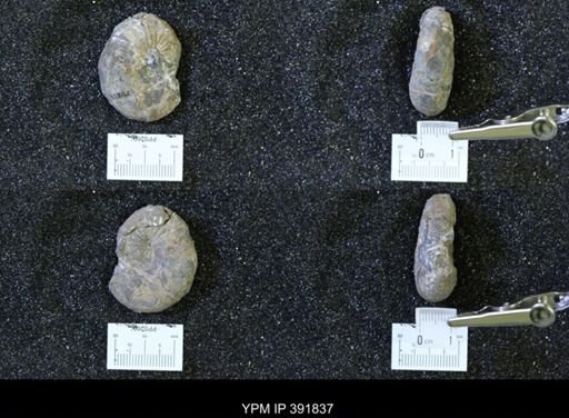 Scaphites whitfieldi